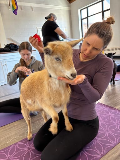 Baby Goat Yoga in Arlington