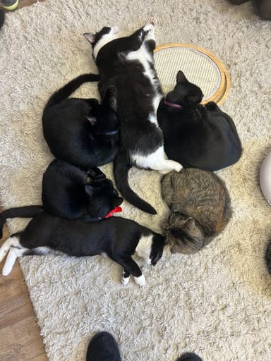 PURR Cat Café Admission with Sips and Snacks