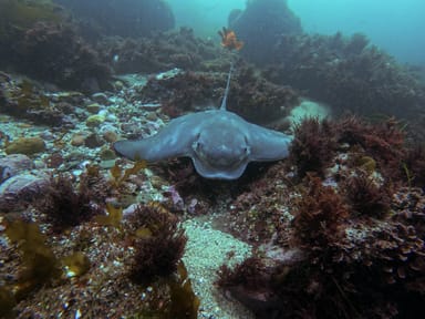 La Jolla Ecological Reserve Tandem Kayak and Snorkel Tour