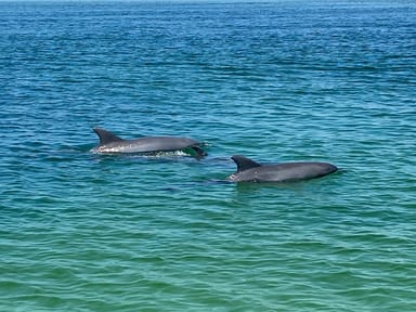 Orange Beach Dolphin Cruise