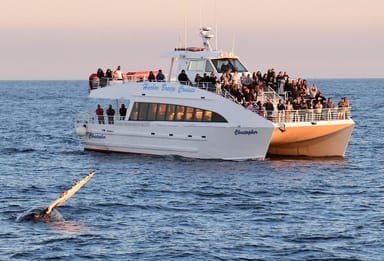 West Harbor Whale Watching and Dolphin Tour