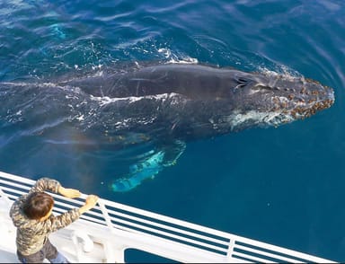 West Harbor Whale Watching and Dolphin Tour