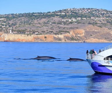 West Harbor Whale Watching and Dolphin Tour