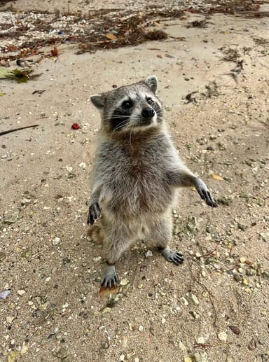 Raccoon Island Boat Tour