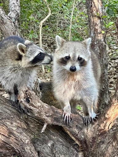 Raccoon Island Boat Tour