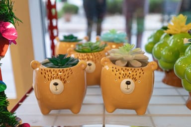 Create Your Own Gnome or Fairy Garden - South Lake Tahoe