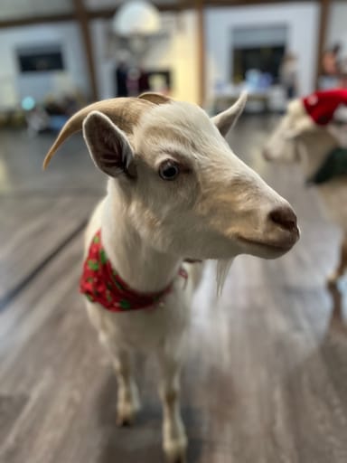 Baby Goat Yoga in Arlington