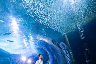 Aquarium of the Bay VIP Adventure and All-You-Can-Eat Dining Experience and Drinks for Two at FiRE + iCE