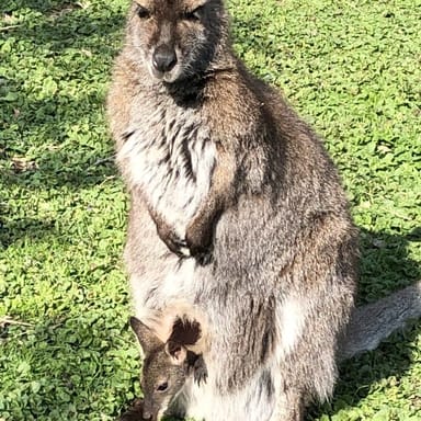 Kangaroo Encounter at the Oglebay Good Zoo