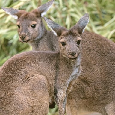 San Diego Zoo Safari Park® Admission