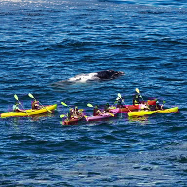 Olowalu Reef Kayak, Whale Watch, and Snorkel Tour