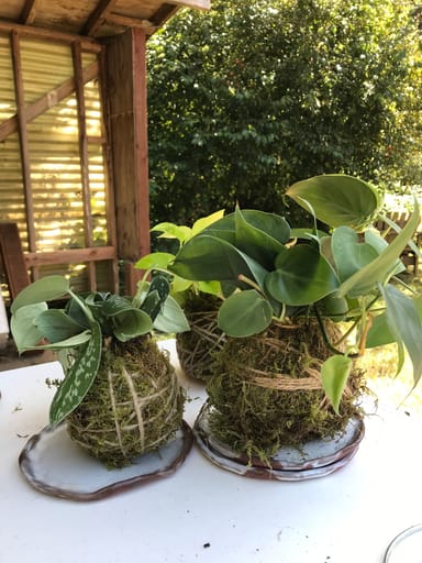 Hands-on Kokedama Botanical Art Class