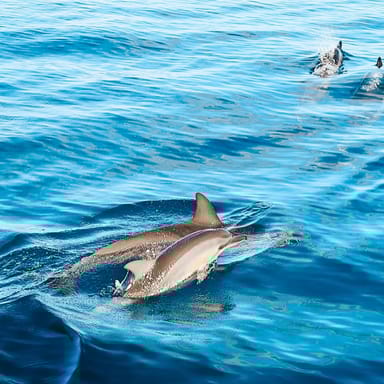 Kona Snorkel and Dolphin Watching Cruise