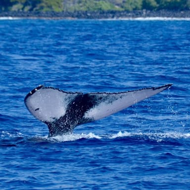 Whale Watch Speedboat Cruise