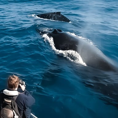 Whale Watch Speedboat Cruise