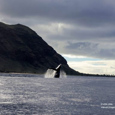 Whale Watch Speedboat Cruise