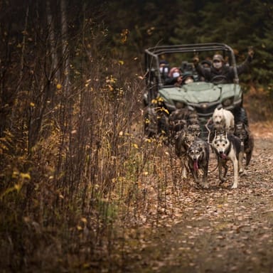 Fall Evening Mushing Adventure