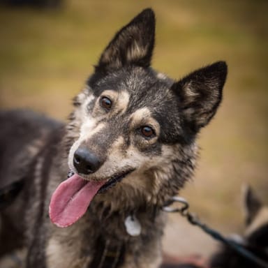 Autumn Mushing Adventure