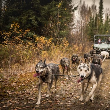 Autumn Mushing Adventure