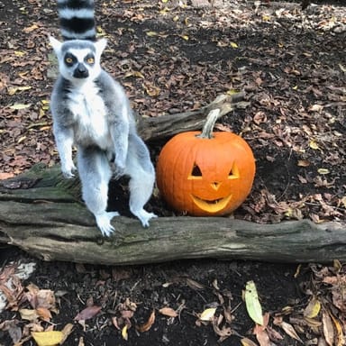 Ring-Tailed Lemur Encounter at the Oglebay Good Zoo
