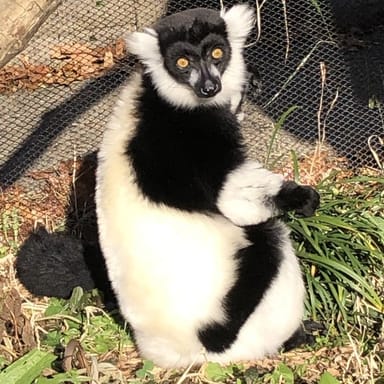 Ruffed Lemur Encounter at the Oglebay Good Zoo