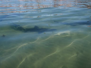 Snorkel With Gentle Leopard Sharks Experience