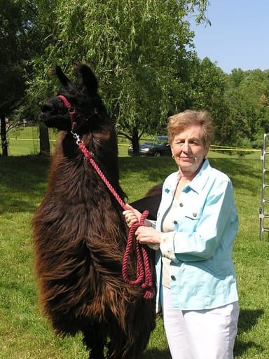 Buck Hollow Llamas Farm Visit
