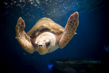 Go City | San Diego Essentials Pass - 3 Attractions