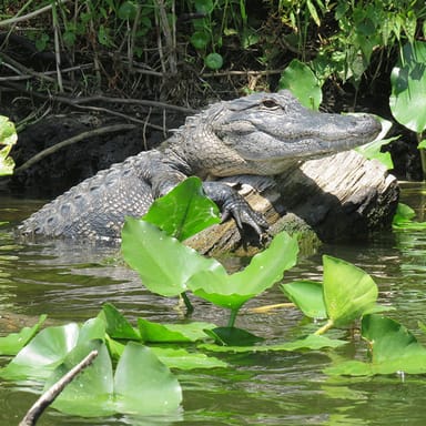 Manatee Discovery Kayak Tour