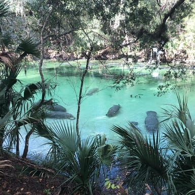 Manatee Discovery Kayak Tour