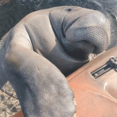 Manatee Discovery Kayak Tour