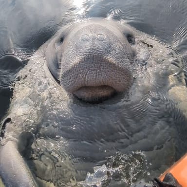 Manatee Discovery Kayak Tour