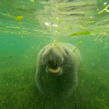 Swim with Manatees Adventure 