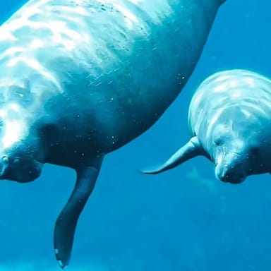 Manatees and Monkeys Silver Springs Paddleboard Adventure