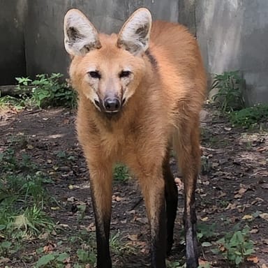 Maned Wolf Encounter at the Oglebay Good Zoo