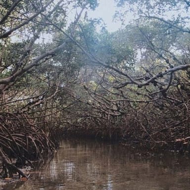 Mangrove Island Glass Bottom Kayak Tour