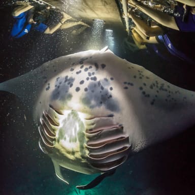 Nighttime Snorkeling with Manta Rays