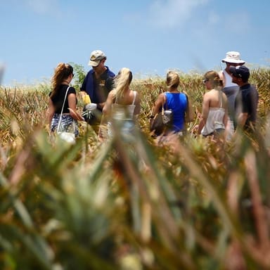 Maui Pineapple Farm Tour