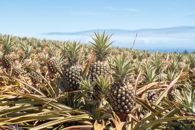 Pineapple Farm Tour and Hands-On Planting Experience