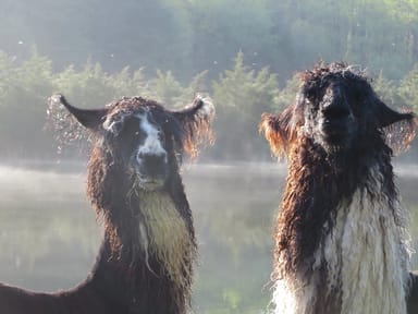 Buck Hollow Llamas Farm Visit