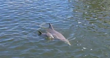Dolphin and Wildlife Cruise in Cocoa Beach