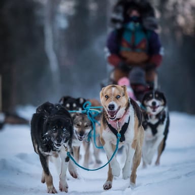 Private 1.5-Hour Mushing Adventure