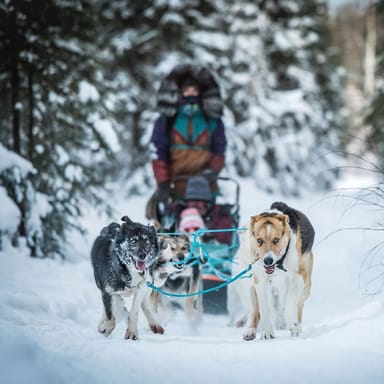 Private 1.5-Hour Mushing Adventure