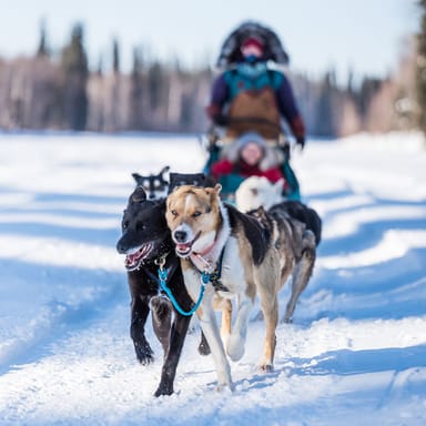 Private 1.5-Hour Mushing Adventure