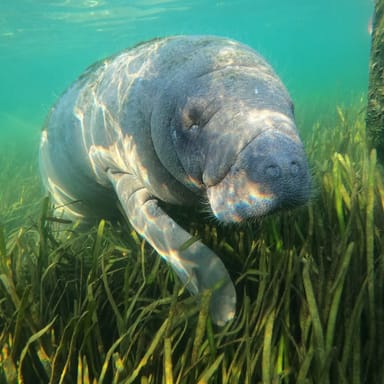 Manatee Snorkeling Tour with In-Water Photographer