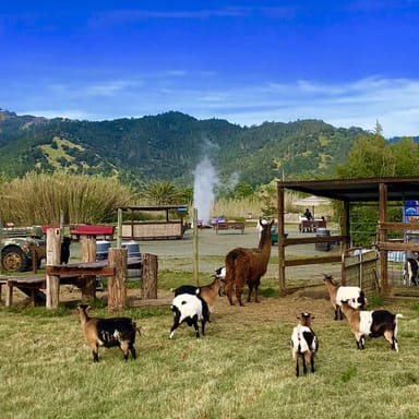 Old Faithful Geyser of California Admission