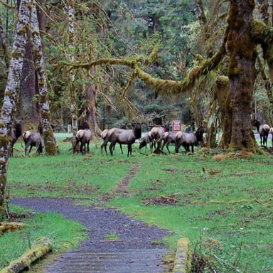 Olympic National Park Tour