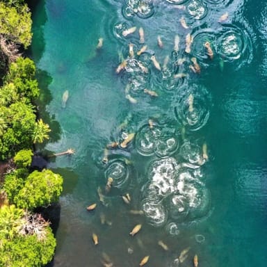 Manatee Encounter Kayak Tour