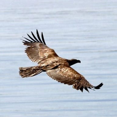 Kayaking the San Juan Islands - Haro Strait Day Tour