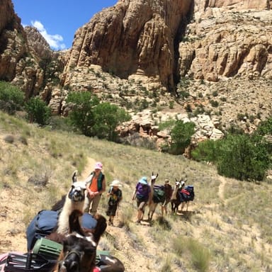 Overnight Camping Trip with Llamas